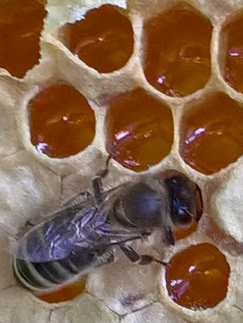 Biene auf Honig Eine Honigbiene auf einer Wabe mit Honigzellen.