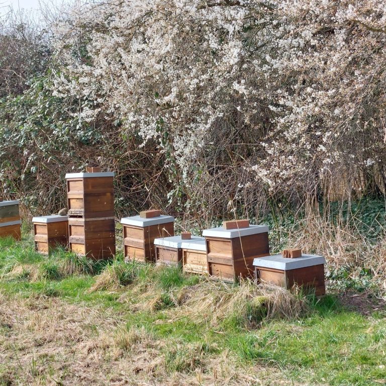 Dom Bardowick Bienen Lüneburg Bienenstöcke vor blühenden Bäumen in einer grünen Wiese. Dom Bardowick