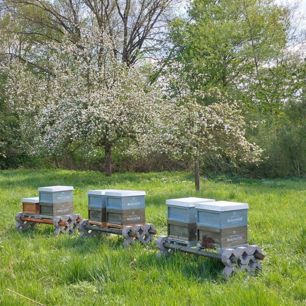 Barum Bienenstand Obstwiese Sechs Bienenstöcke stehen im grünen Gras, umgeben von blühenden Bäumen.